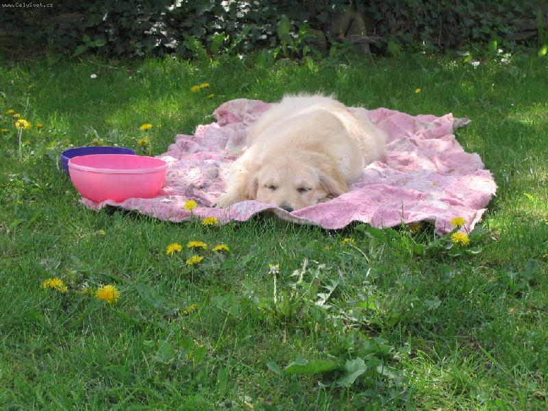 Foto: Ikari-zlat��ko na�e zlat�:-)