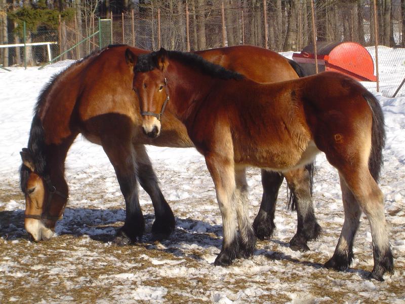 Foto: Kobylka s h��b�tem-Klisna �eskomoravsk�ho belgika se svou dcerou