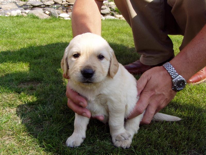 Foto: M�j pes-Takhle ka�d�ho v�dycky ukec�m
