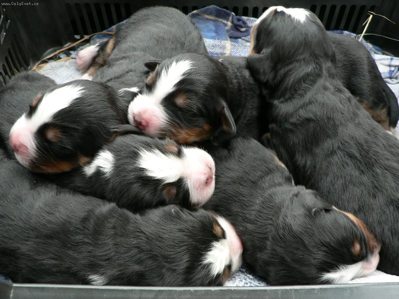 Foto: P��r�stek-4 denn� mil��ci. miminka na�� fenky Bernie