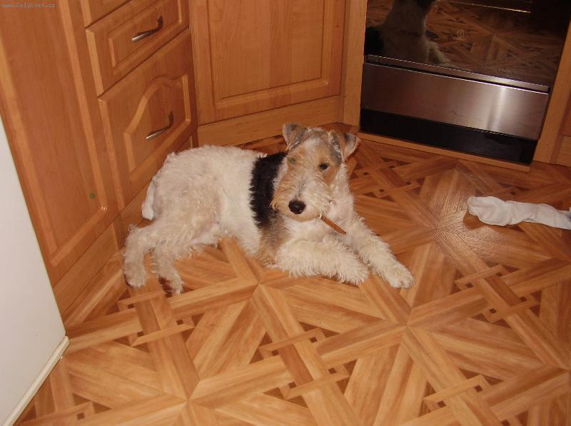 Foto: ....odpoledn� siesta v kuchyni  :o)
