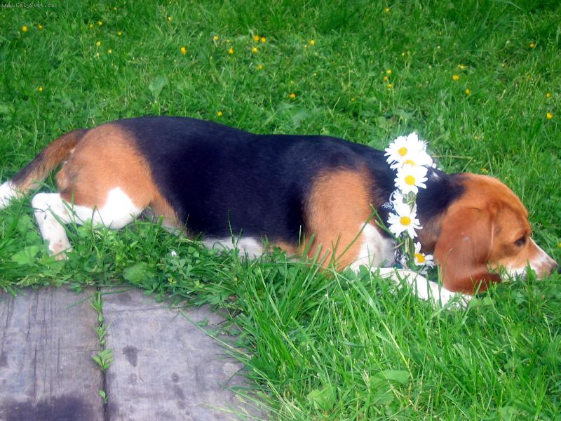 Foto: Pips-v�echno pu�� a m� nikdo nepu�� ....