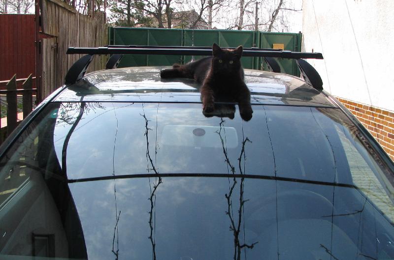 Foto: Ko�ka na na�om aut��ku...-...neboli "ko�ka na hor�cej plechovej streche"