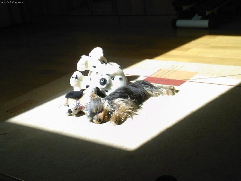 Foto: ply��ci na slnie�ku:-)-lola a jej ob��ben� hra�ky