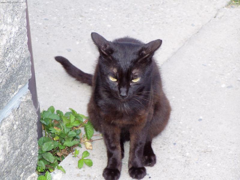 Foto: �ert �majdalf �ern�-Kocour, kter� v� co chce....a je zo p��tula....