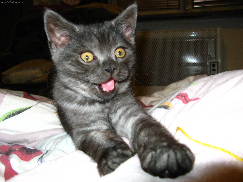 Foto: Jsem malej, ale �ikovnej :)-N� Mal� Mat�sek