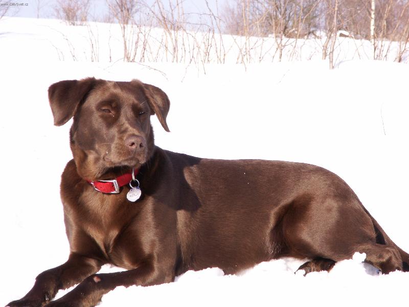 Foto: ..ona je prost� n�dhern�!-Wendy