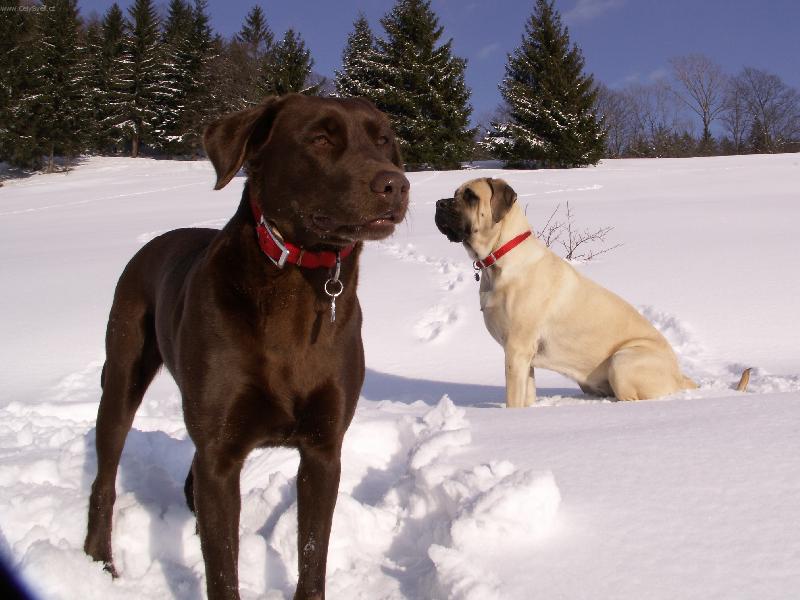 Foto: Wendy a Terezka-maro�anka a mastifka