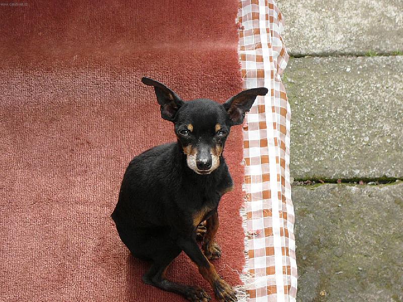 Foto: Dom�c� trha�-KUK:)