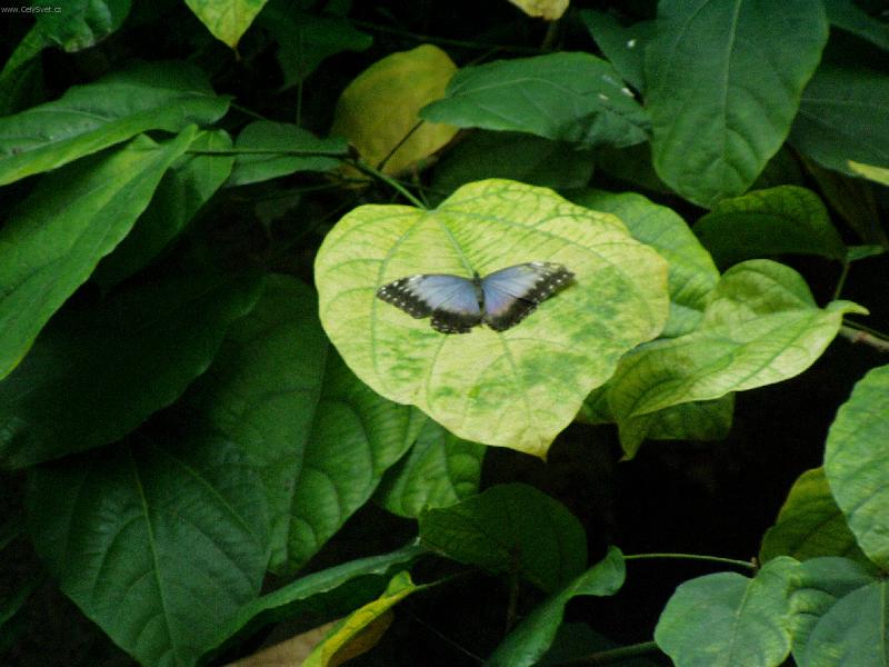 Foto: Mot�l Emanuel-M�vnut� k��dly