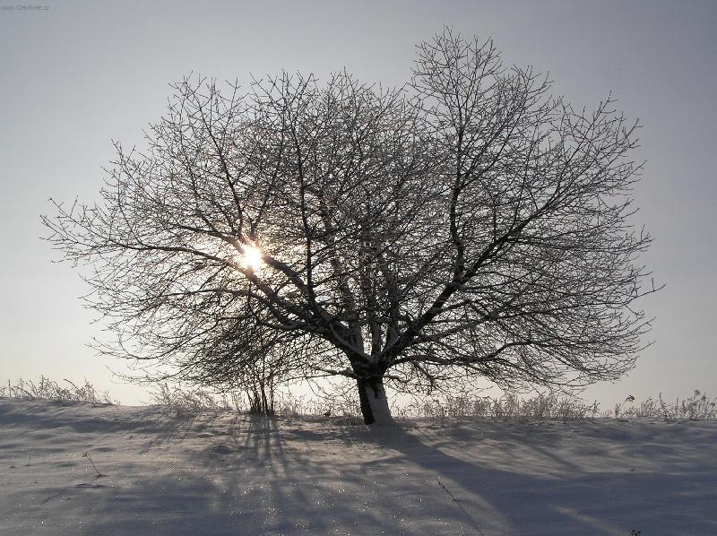 Foto: Sun��ko u� vykukuje-N�dhern� t�e�e�,sama v poli,