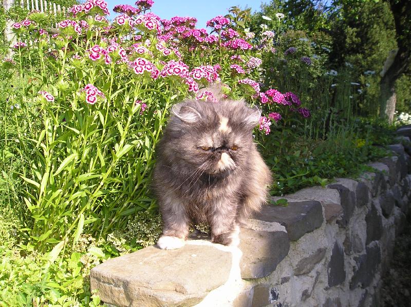 Foto: cesti�ka k domovu-Doninka na z�dce