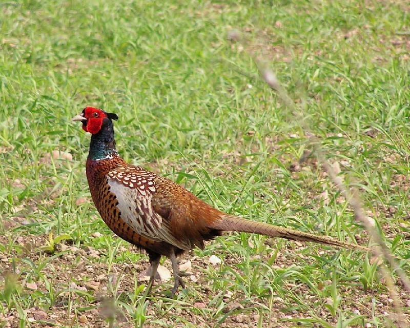 Foto: Zb��ov - kv�ten 2005-ba�ant na poli