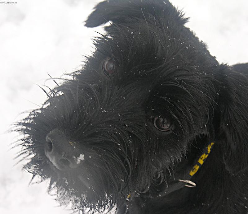 Foto: ZIMN� RADOV�NKY-N� 5-ti m�s��n� Max�k na pr�zkumu kvality nov� napadl�ho sn�hu