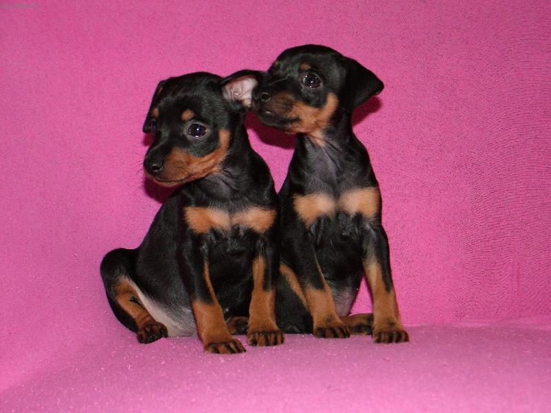 Foto: Eli�ky-Srn�� ratli�ky