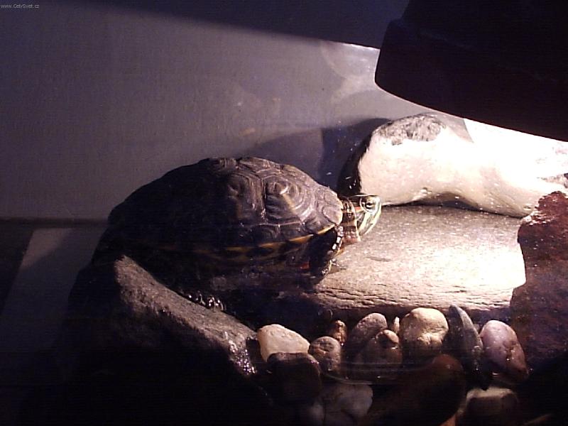 Foto: �elva n�dhern�-of�lie na slun��ku