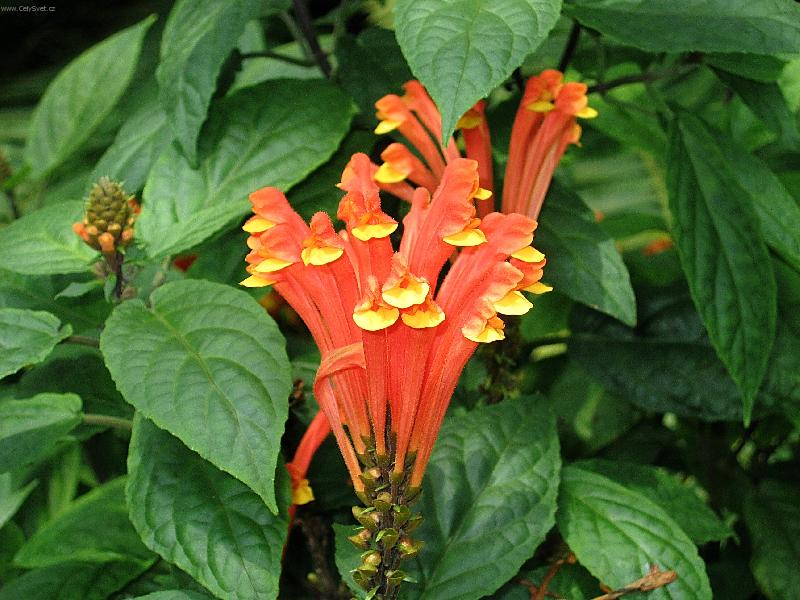 Foto: Sklen�kov� kv�tina