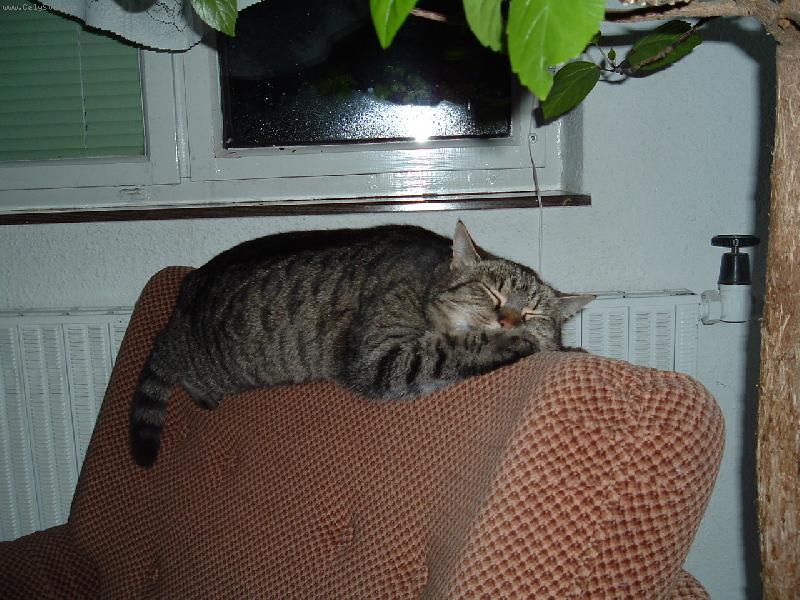 Foto: lenoch-ko�ka nata�en� na op�radle k�esla