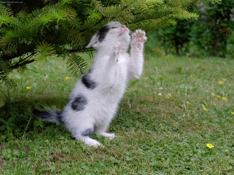 Foto: Kot� Am�lka