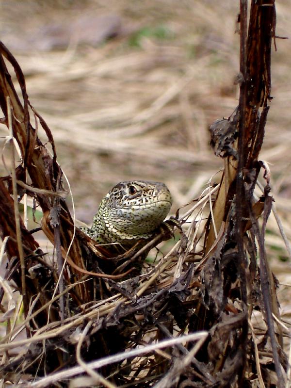 Foto: Ze �ivota je�t�rky