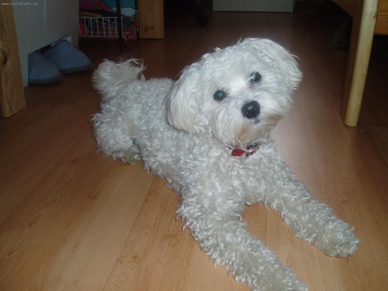 Foto: Bettynka-Toto je na�e Bettynka!! Je to zlat�ko!!