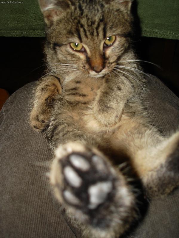 Foto: Spr�vn� ko�ka...