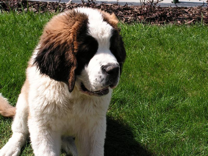 Foto: Fido byst��