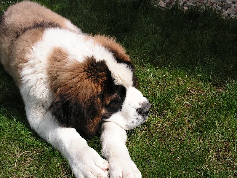 Foto: Fido odpo��v�