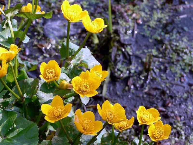 Foto: �lut� kytky