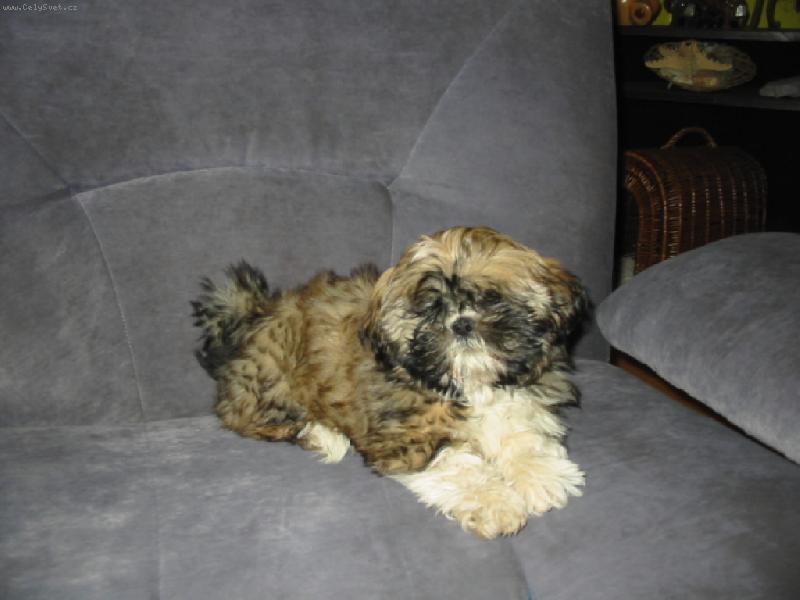 Foto: na�e shih-tzunky-jak se v�m l�b�m