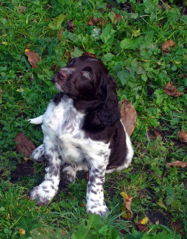 Foto: N�meck� oha� dlouhosrst�-mal�, ale siln�