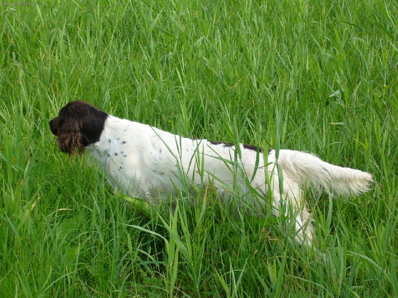 Foto: N�meck� oha� dlouhosrst�