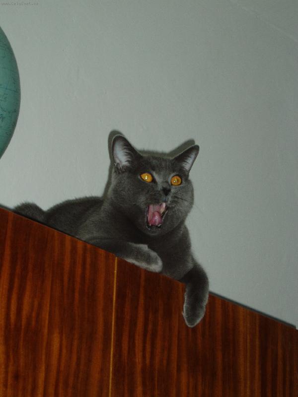 Foto: Ton�nek-vyh�bejte se mn� oklikou:-)