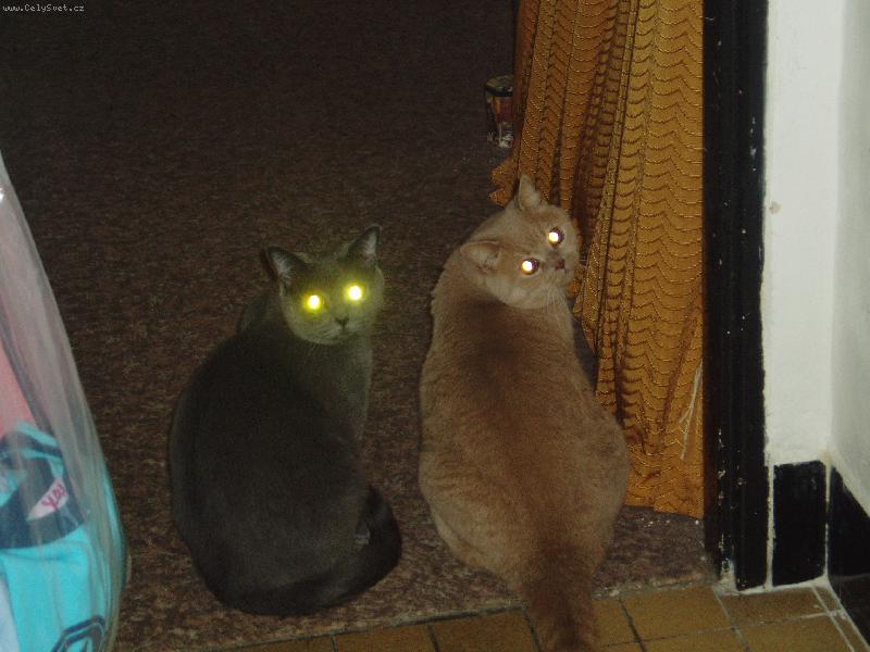 Foto: Ton�nek a Fil�pek-bratrstvo o�� baterek:-)