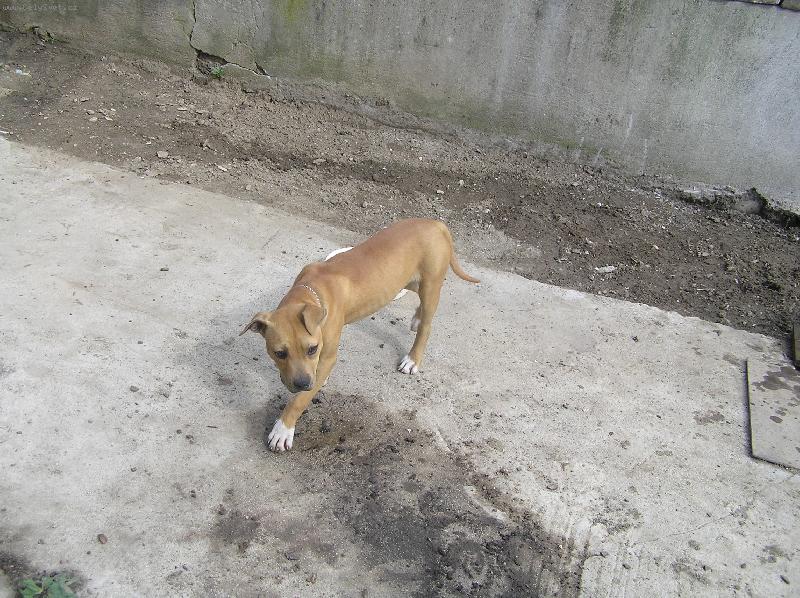 Foto: o sa na m�a bud� mojitelia poriadne hneva� �e som rozh�dzala zem!Ha,m�a to mrz�...-na�a pitbullka Lolly