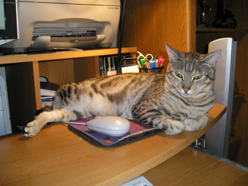 Foto: Boogie-Chytil jsem mys...