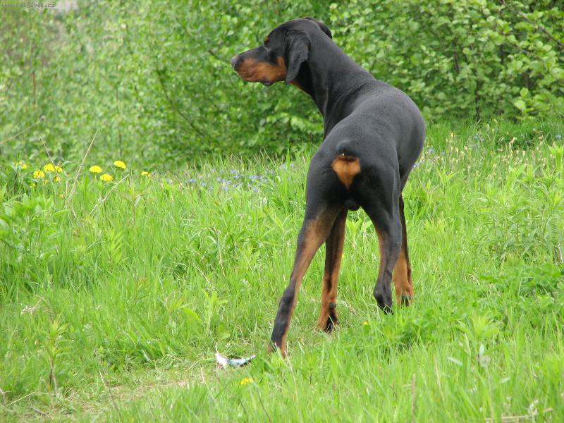 Foto: Hl�d�m...a to mi je teprve 7m�s...vrhafrr