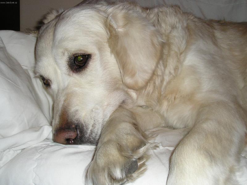 Foto: Dyna-P�em��len� unav�