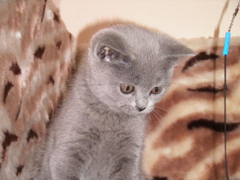 Foto: Na�e ko�i�ka ELLY