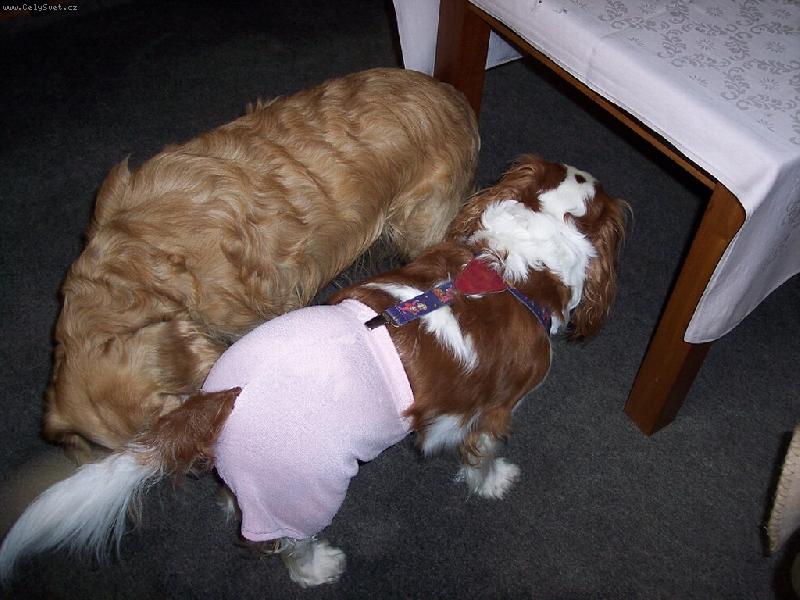 Foto: marn� snaha-na�e fene�ka v obdob� h�r�n�