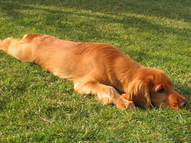 Foto: Kok��k-F��, to je ale nuda