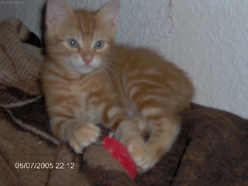 Foto: �da-Ze by to byl tygl???