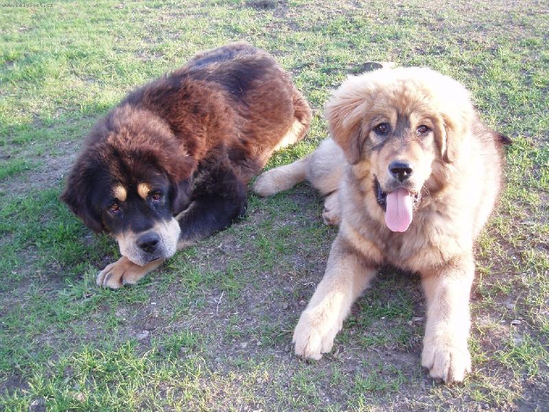 Foto: Nejlep�� kamar�dky :o)-D�akynka s Barunkou