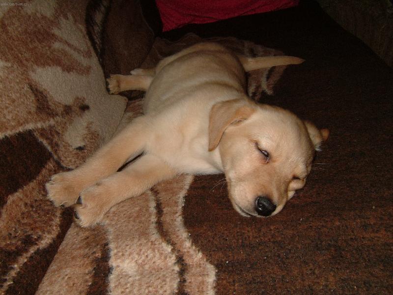 Foto: Sladk� sny �t�n�te-Odpo�inek mal�ho labradora