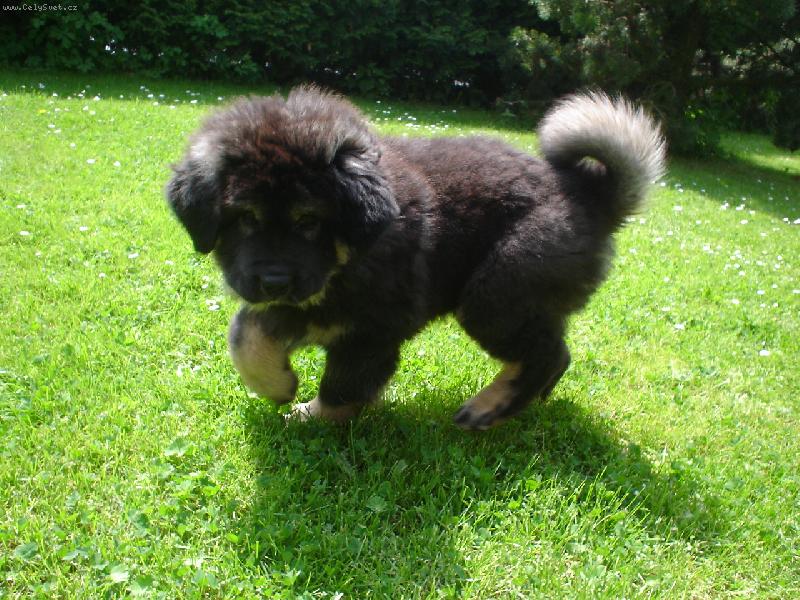 Foto: N�, mn� se rozhodn� nohy nepletou!