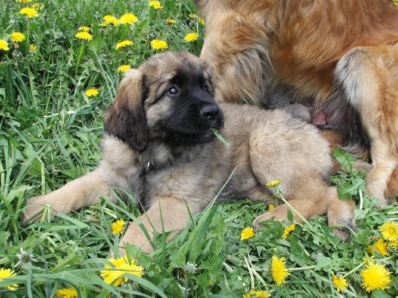 Foto: Ad�lka Quin. Galaxy Oss-Pes nebo kolou�ek?