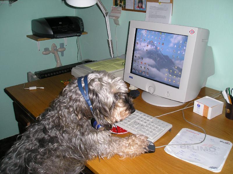 Foto: Pes a PC-U n�s doma na po��ta�i d�l� u� i pes!