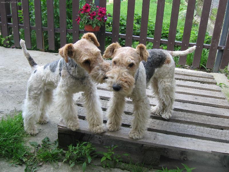 Foto: nerozlu�n� dvojka-tolik l�sky