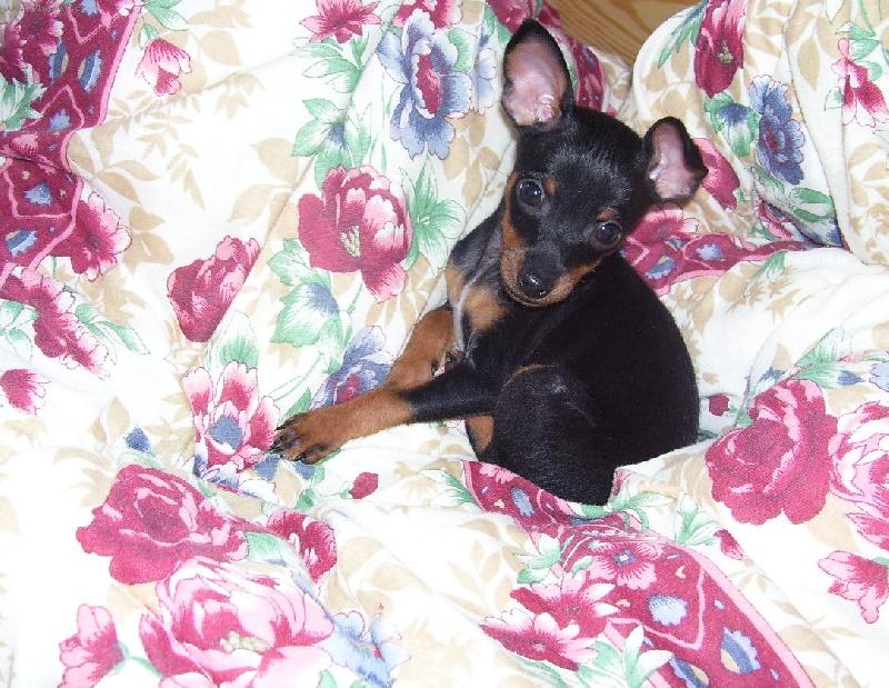 Foto: ��pkov� r��enka-veg��