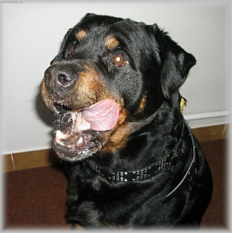 Foto: velk� chu�-olizuj�c� se rottweiler Britt